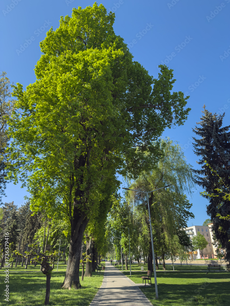 Fototapeta premium Wide park alley lined with large trees