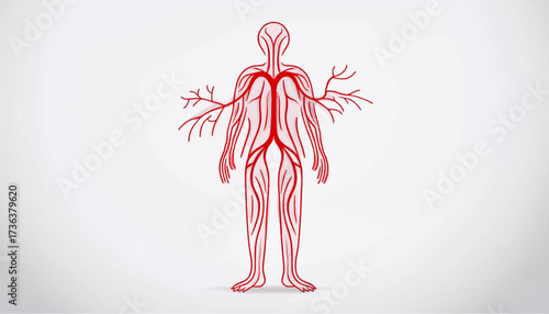 A stylized illustration of the human body showing the circulatory system with red arteries and veins branching throughout the figure.