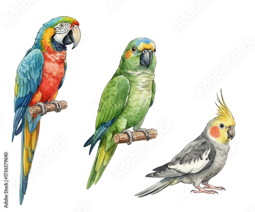Three parrots vector illustration collection: colorful blue yellow macaw perched on branch, green amazon parrot and crested cockatiel.