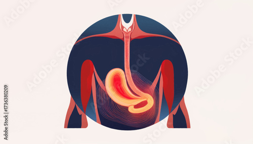 Illustration of the human digestive system, highlighting the stomach and esophagus within a circular frame.