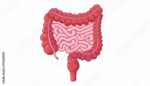 Anatomical illustration of the human large and small intestines, showcasing their intricate, folded structure in a vibrant red hue against a white background.