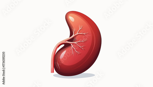 Illustration of a human kidney with its vascular system, depicted in red against a white background.