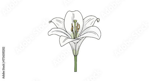 Simple white lily flower illustration for remembrance and All Saints' Day. Elegant floral graphic for memorial designs and purity concepts.