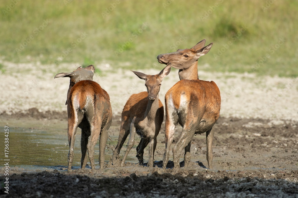 Obraz premium The doe and calf rest in the mud during the hot summer days