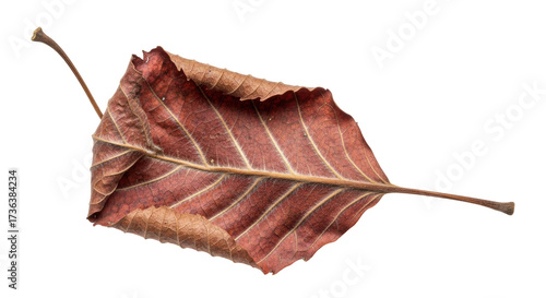 Isolated autumn leaf featuring detailed vein structures and brown color on display