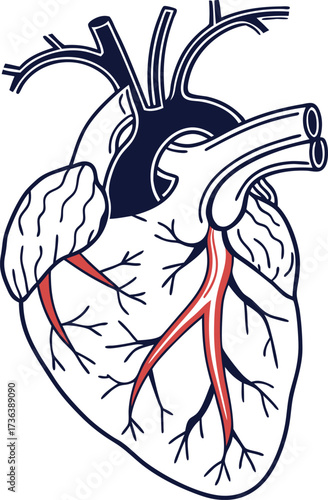 Detailed anatomical heart illustration showcasing arteries, a visual aid for medical education and healthcare professionals
