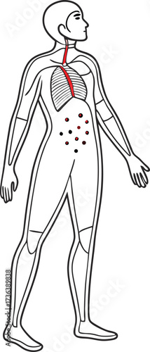 Human body anatomy diagram showing digestive and respiratory systems for medical health education and science learning with vector precision
