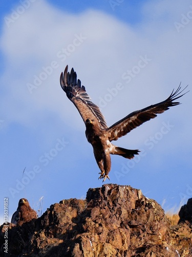 eagle in flight