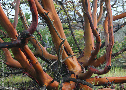 Canvastavla Reddish gnarly arbutus tree on an isolated island on Salish Sea