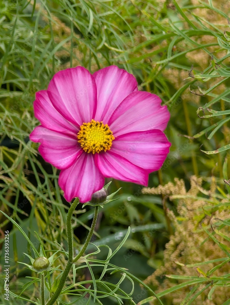 Fototapeta premium Close-up of a bright cosmos flower in the garden.