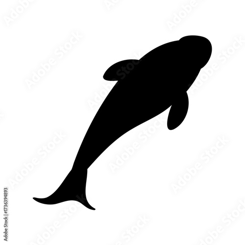 Silhouette of a Swimming Beluga Whale against a White Background for Illustration