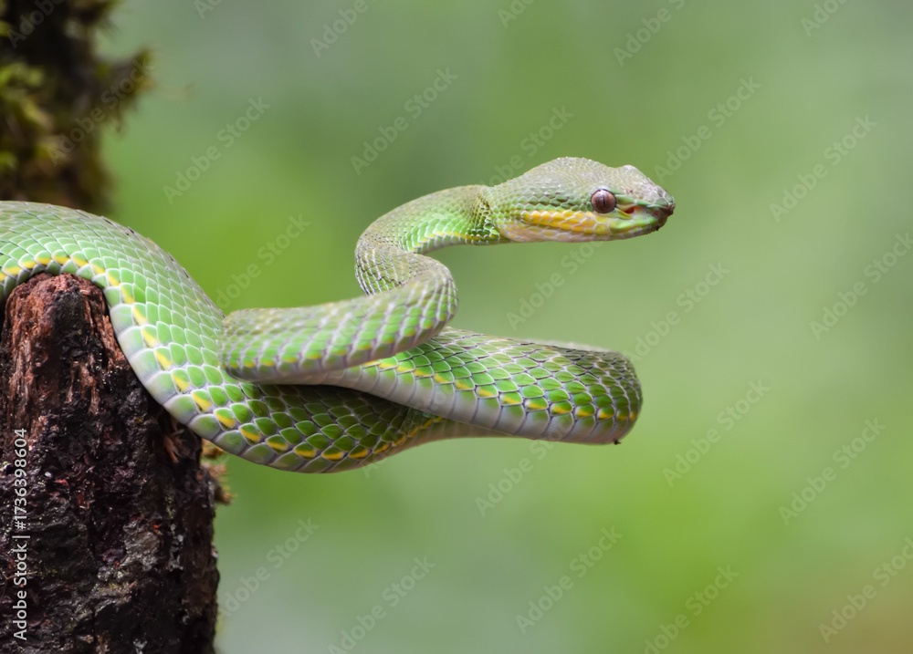 Obraz premium A green viper snake coils around a tree trunk in a dense forest. Its triangular head and rough scales identify it as a tree viper, blending perfectly into its surroundings.