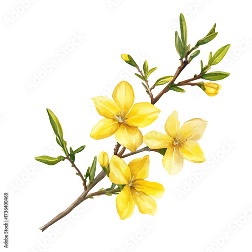 Winter Jasmine, watercolor vector, isolated on a white background.