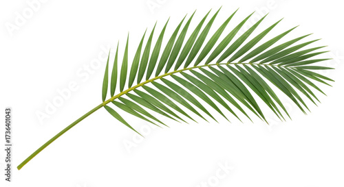 Fotografia Isolated palm leaf, tropical frond on stem, plant branch decoration in green col