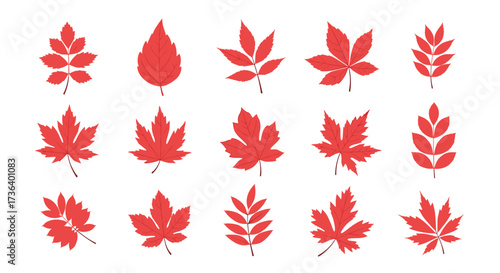 Set of fifteen different red autumn leaf designs isolated on white.