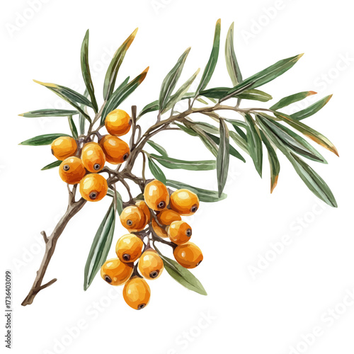 Sea Buckthorn, watercolor painting vector, isolated on a white background.