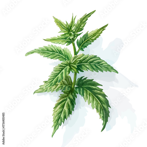 Nettle, watercolor painting vector, isolated on a white background.