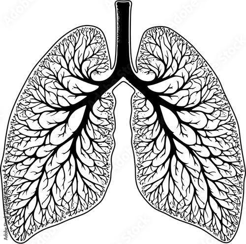 hand drawn lungs vector art