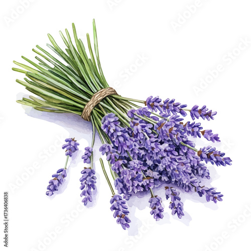 Lavender, watercolor painting vector, isolated on a white background.