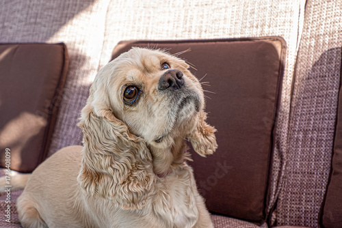 Dog. Cocker spaniel. Cute hunting dog. Animal themes. Pet