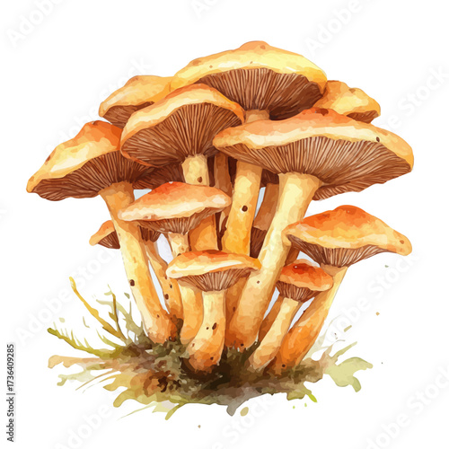 Cordyceps Mushroom, watercolor illustration vector, isolated on a white background.