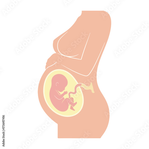 Pregnant woman with fetus inside, side view, medical illustration