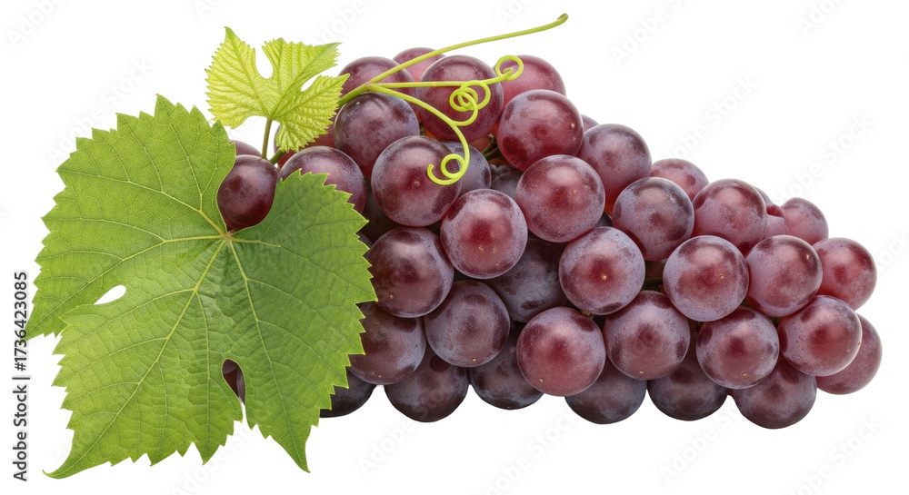 Obraz premium Isolated cluster of fresh red grapes with green leaves still attached to the bunch