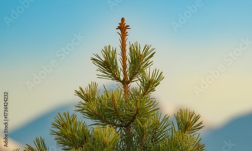 Pine tree top against a blue sky background.