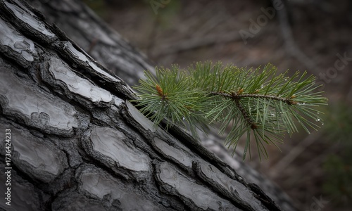 Pine tree bark with green needles natures beauty.
