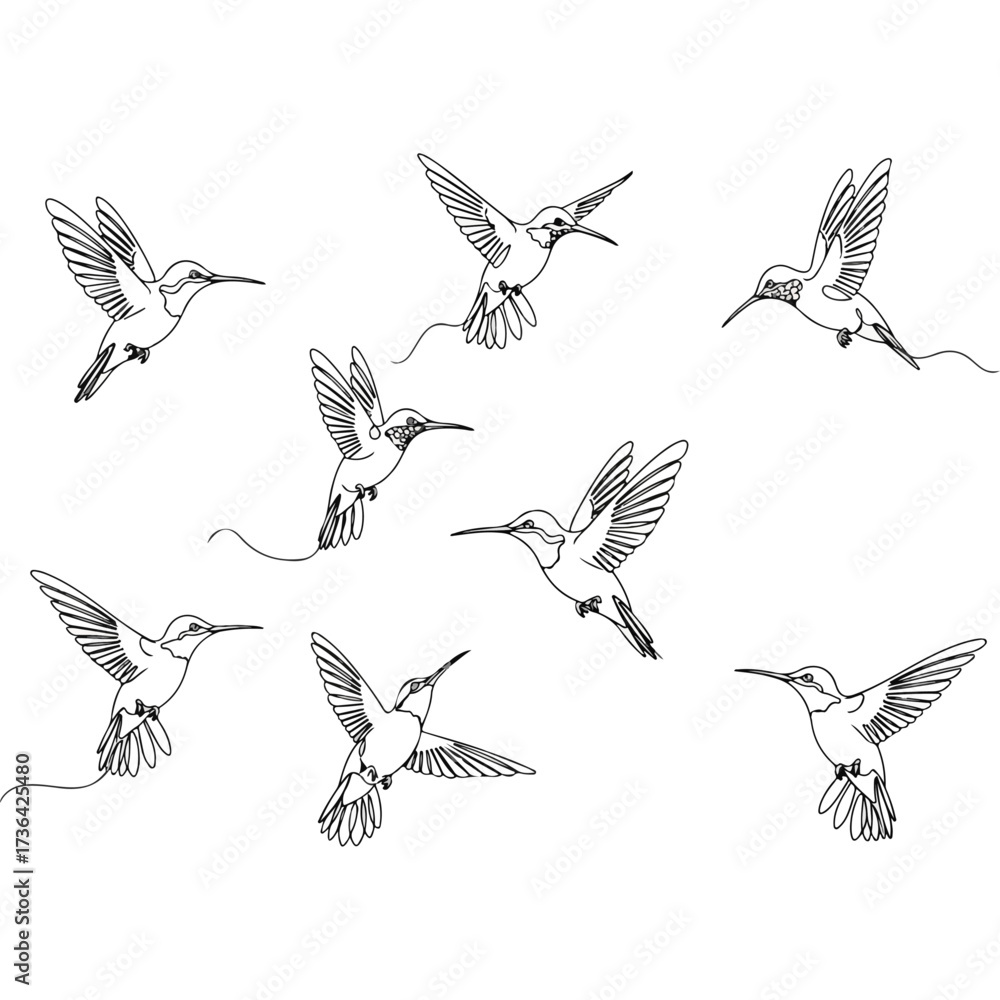 Obraz premium Hummingbirds in flight, black and white line art illustration
