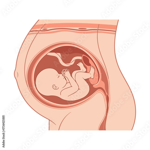 Medical illustration of a fetus developing inside the womb
