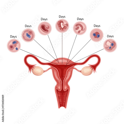 Illustration of female reproductive system and embryo development stages