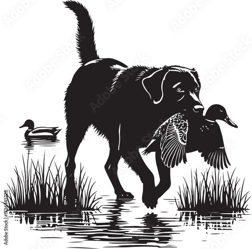 Black dog retrieving duck in water with reeds hunting