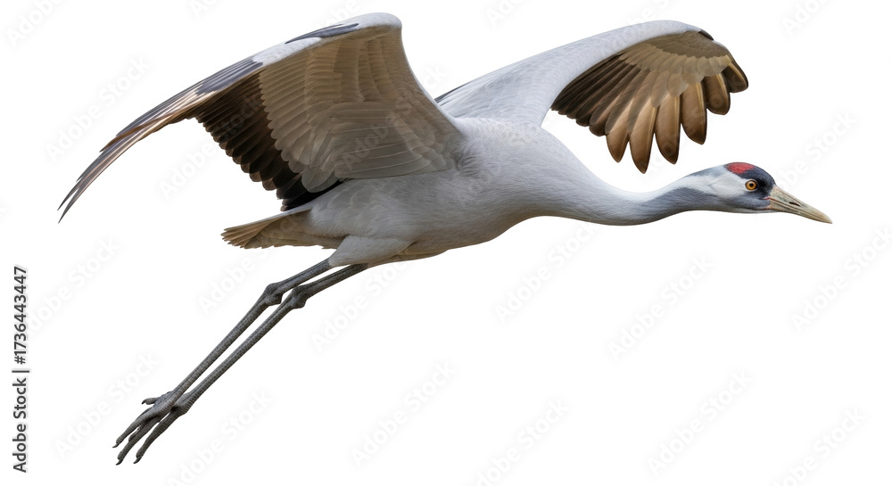 Fototapeta premium Isolated Demoiselle Crane in flight, elegant Grey bird with wide spread wings, in nature