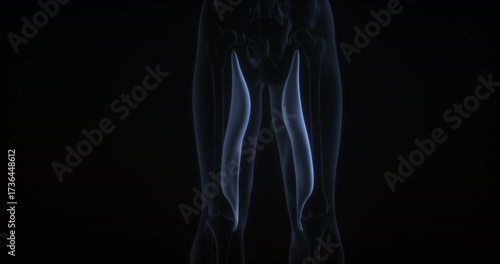 Semimembranosus muscle in human body. X Ray. Loop