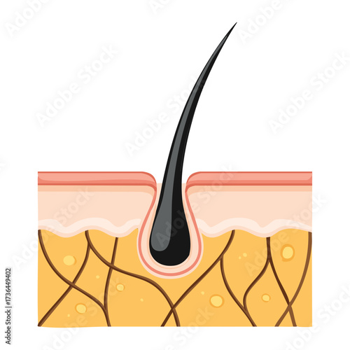 Scientific vector illustration single human hair follicle