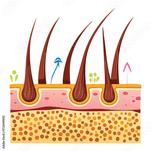 Diagram illustrating the mechanism of a hair loss treatment where serum or vitamins are delivered to the root