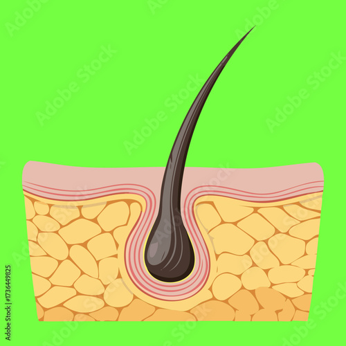 Minimalist medical illustration of a single hair shaft and its root structure within the layers of the human scalp