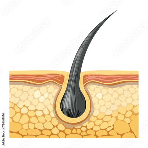 Detailed cross-section view of a single hair follicle showing the hair root and surrounding dermal and epidermal layers