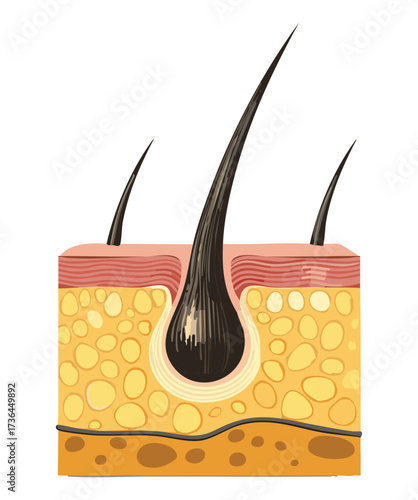 Diagram illustrating the structure of hair shafts and follicle embedded in the dermal and epidermal layers of skin