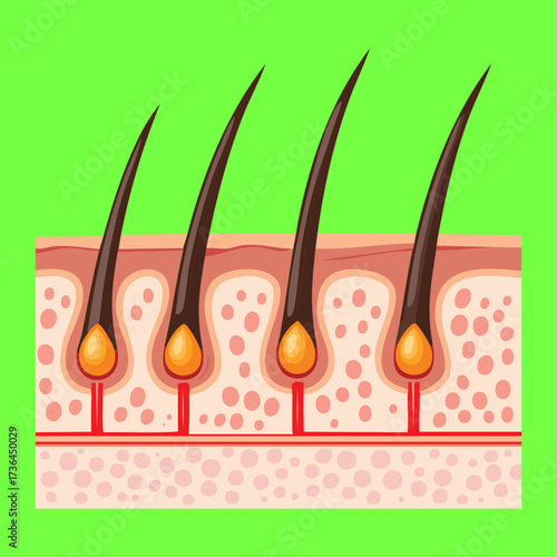 Detailed anatomical illustration of multiple healthy hair follicles showing the root and layers of the surrounding skin