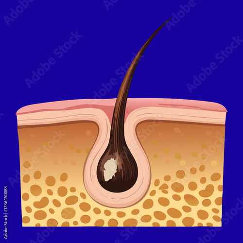 Detailed Cross-Section of a Healthy Hair Follicle with Deep Root and Associated Glands, Illustrating Normal Scalp Anatomy	