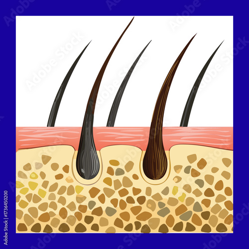 Close-Up of Hair Follicles with Root Structure and Sebaceous Glands, Detailed for Explaining Oil Secretion and Hair Health	