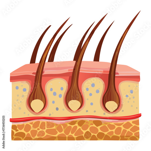 Detailed Anatomy of Skin Layers and Hair Follicle Structure, Including Blood Supply and Connective Tissue	