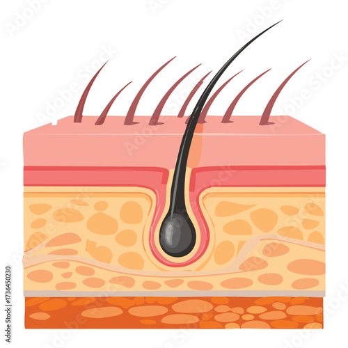 Basic Anatomy of Hair Follicle and Root Structure Within the Dermis Layer, Ideal for Educational Materials and Textbooks	