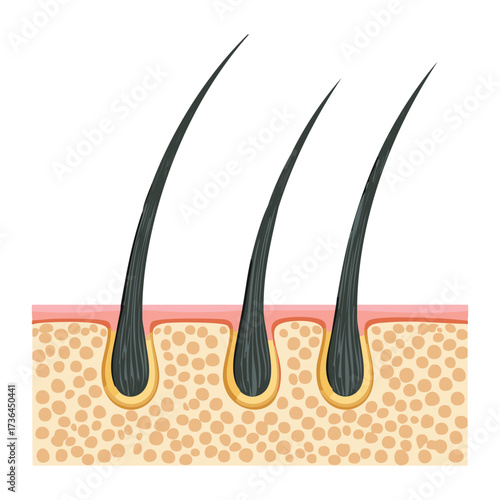 Anatomical Illustration of Hair Follicles in Skin, Showing Root Structure and Sebaceous Glands for Oil Production and Lubrication	