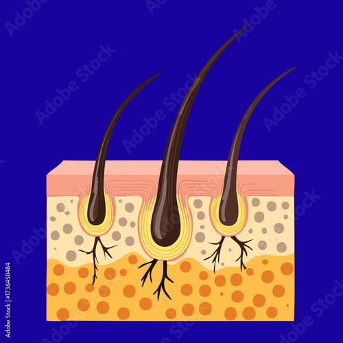 Detailed Cross-Section of Human Hair Follicle Showing Damage and Split Ends, Illustrating Common Hair Health Problems and Pathology	
