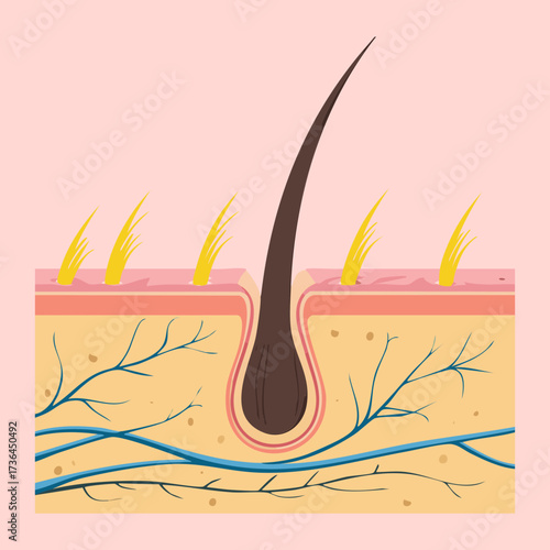 Anatomy of Hair Follicle Embedded in Skin Layer with Blood Vessels and Nerves, Highlighting Nutrition and Sensory Function	