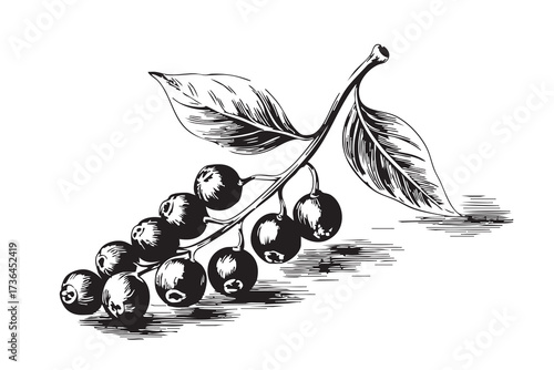 Vintage engraving of black pepper branch with leaves and berries. Spice illustration isolated on white