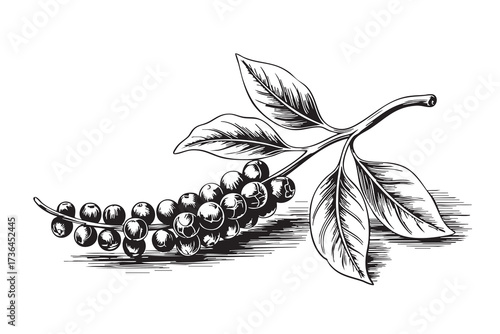 Vintage engraving of black pepper branch with leaves and berries. Spice illustration isolated on white